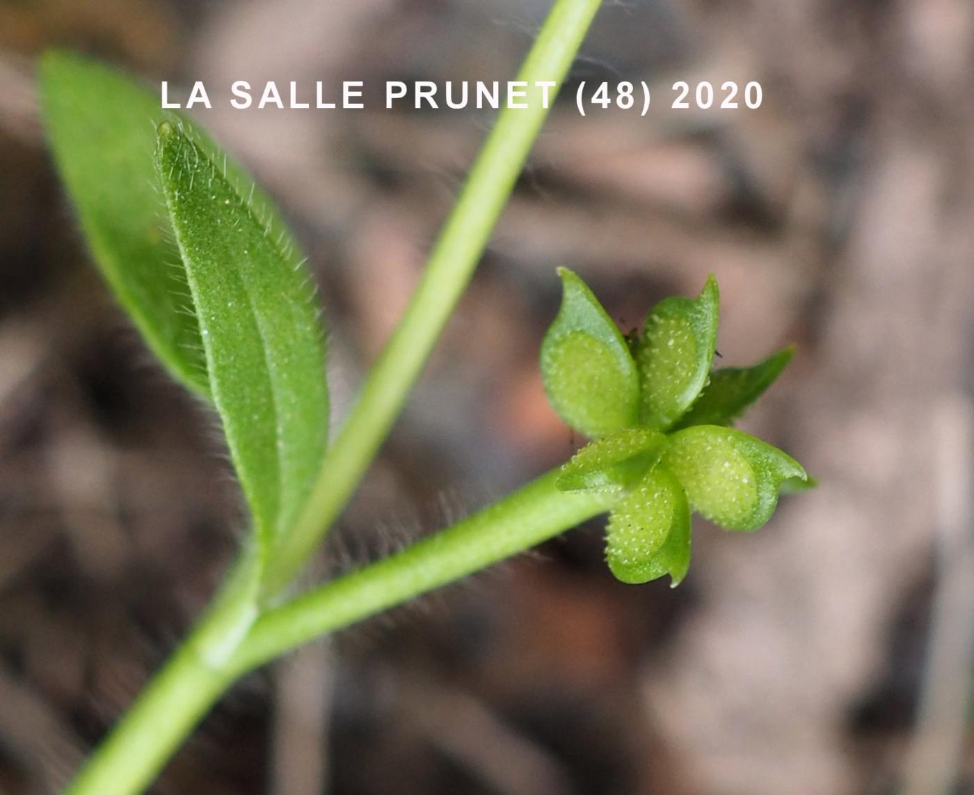 Buttercup, Small-flowered fruit